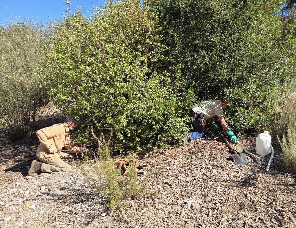 John and Cory deep into the bushes to plug up squirrel holes.